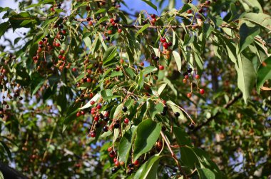 Olgun meyveli yabani kiraz dalları (Prunus serotina). Prunus Serotina ya da bilinen adıyla Prunus Serotina, Rosaceae familyasından bir yaprak döken ağaçtır..