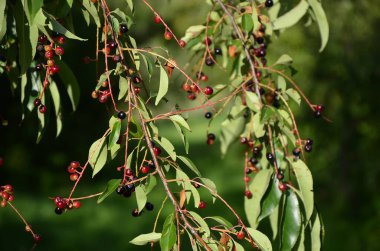 Olgun meyveli yabani kiraz dalları (Prunus serotina). Prunus Serotina ya da bilinen adıyla Prunus Serotina, Rosaceae familyasından bir yaprak döken ağaçtır..