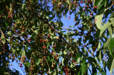 Olgun meyveli yabani kiraz dalları (Prunus serotina). Prunus Serotina ya da bilinen adıyla Prunus Serotina, Rosaceae familyasından bir yaprak döken ağaçtır..