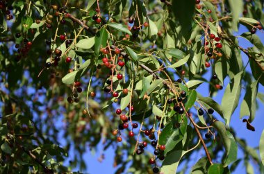 Olgun meyveli yabani kiraz dalları (Prunus serotina). Prunus Serotina ya da bilinen adıyla Prunus Serotina, Rosaceae familyasından bir yaprak döken ağaçtır..