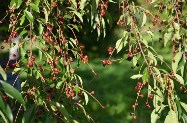 Olgun meyveli yabani kiraz dalları (Prunus serotina). Prunus Serotina ya da bilinen adıyla Prunus Serotina, Rosaceae familyasından bir yaprak döken ağaçtır..