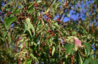 Olgun meyveli yabani kiraz dalları (Prunus serotina). Prunus Serotina ya da bilinen adıyla Prunus Serotina, Rosaceae familyasından bir yaprak döken ağaçtır..