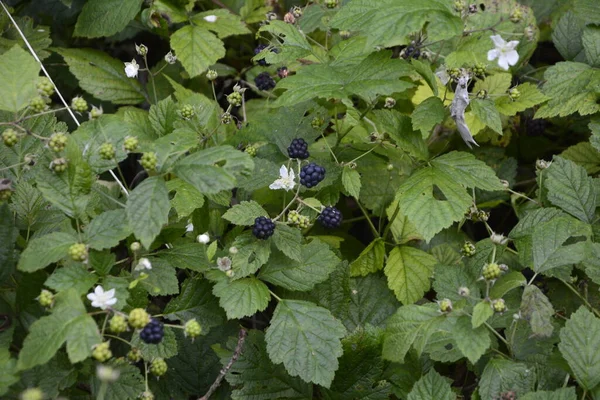 Flor Branca Bagas Pretas Rubus Ulmifoliuses Uma Espécie Arbusto Aspecto — Fotografia de Stock