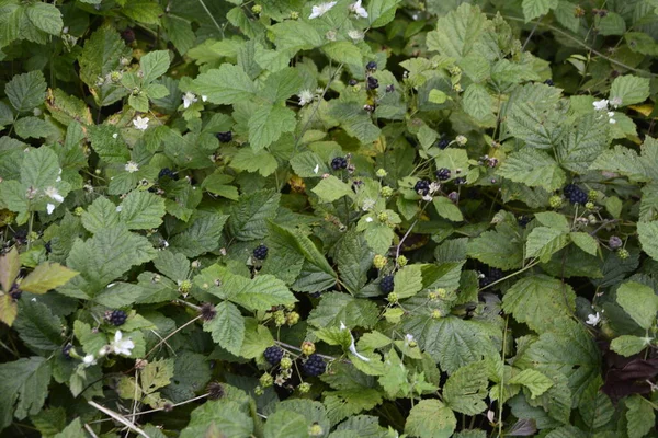 Flor Blanca Bayas Negras Rubus Ulmifoliuses Una Especie Arbusto Aspecto —  Fotos de Stock