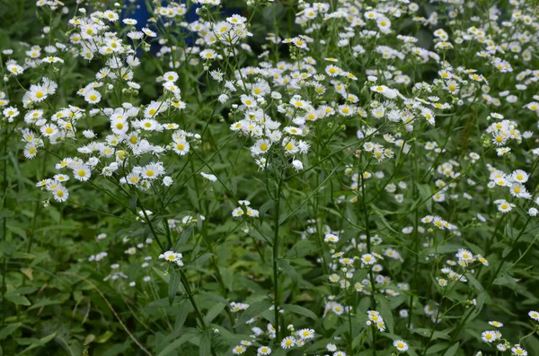 Karşınızda güzel bir Erigeron Annuus çiçek bahçesi. Erigeron Annuus subsp. Strigosus - Yazın vahşi bitki vuruşu.