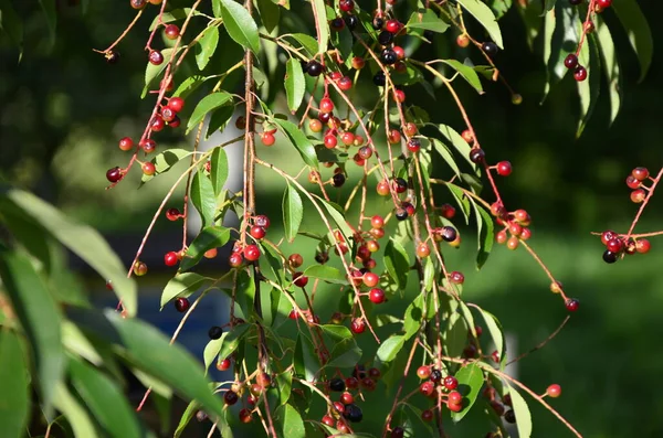 Olgun meyveli yabani kiraz dalları (Prunus serotina). Prunus Serotina ya da bilinen adıyla Prunus Serotina, Rosaceae familyasından bir yaprak döken ağaçtır..