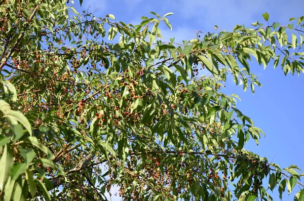 Ramas Con Frutos Maduros Cereza Negra Silvestre Prunus Serotina Prunus — Foto de Stock