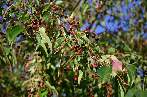 Olgun meyveli yabani kiraz dalları (Prunus serotina). Prunus Serotina ya da bilinen adıyla Prunus Serotina, Rosaceae familyasından bir yaprak döken ağaçtır..
