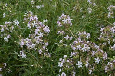 Silene latifolia, 