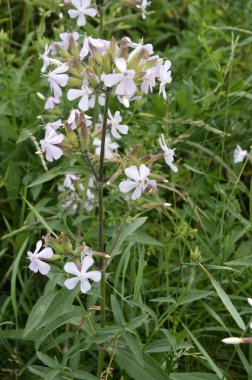 Silene latifolia, 