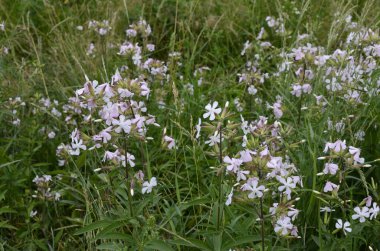 Silene latifolia, 