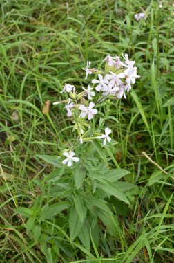 Silene latifolia, 