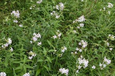 Silene latifolia, 