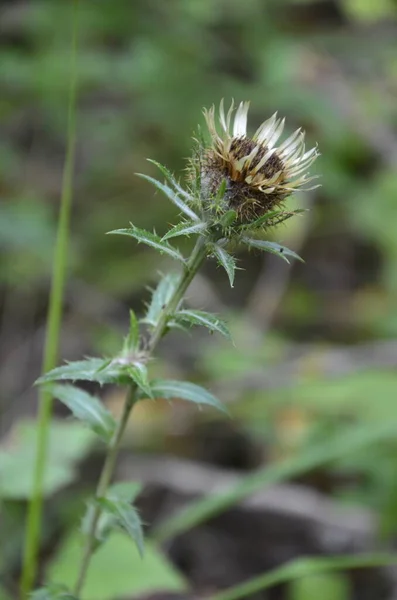 Carlina Biebersteinii Pflanzt Auf Einem Feld Der Natur Carlina Vulgaris — Stockfoto