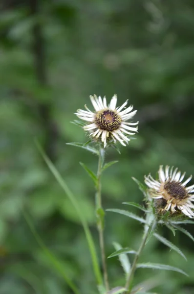 Carlina Biebersteinii Planta Campo Naturaleza Carlina Vulgaris Carline Thistle Familia — Foto de Stock