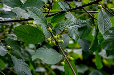 Kızılağaç boynuzu (Frangula alnus) meyveleri. Frangula alnus 'un siyah ve kırmızı dutlu dalları. Frangula alnus 'un Meyveleri .