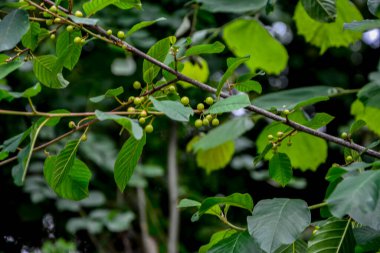 Kızılağaç boynuzu (Frangula alnus) meyveleri. Frangula alnus 'un siyah ve kırmızı dutlu dalları. Frangula alnus 'un Meyveleri .