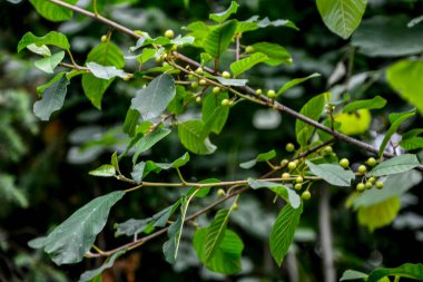 Kızılağaç boynuzu (Frangula alnus) meyveleri. Frangula alnus 'un siyah ve kırmızı dutlu dalları. Frangula alnus 'un Meyveleri .