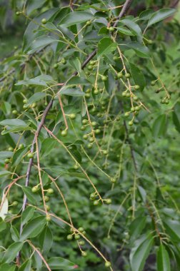 Olgun meyveli yabani kiraz dalları (Prunus serotina). Prunus Serotina ya da bilinen adıyla Prunus Serotina, Rosaceae familyasından bir yaprak döken ağaçtır..