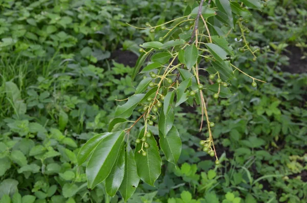 Olgun Meyveli Yabani Kiraz Dalları Prunus Serotina Prunus Serotina Bilinen — Stok fotoğraf