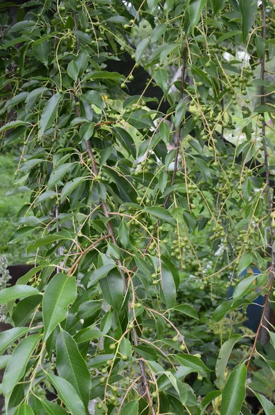 Gałęzie Dojrzałymi Owocami Czereśni Czarnej Prunus Serotina Prunus Serotina Powszechnie — Zdjęcie stockowe