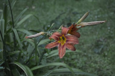 Koyu yeşil yapraklı sarı çiçekleri. Yağmur damlalı çiçekleri. Büyük portakal çiçeklerinin üzerindeki çiy tanesi