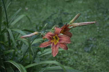 Koyu yeşil yapraklı sarı çiçekleri. Yağmur damlalı çiçekleri. Büyük portakal çiçeklerinin üzerindeki çiy tanesi