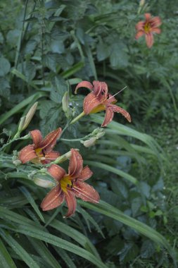Koyu yeşil yapraklı sarı çiçekleri. Yağmur damlalı çiçekleri. Büyük portakal çiçeklerinin üzerindeki çiy tanesi