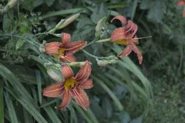 Koyu yeşil yapraklı sarı çiçekleri. Yağmur damlalı çiçekleri. Büyük portakal çiçeklerinin üzerindeki çiy tanesi