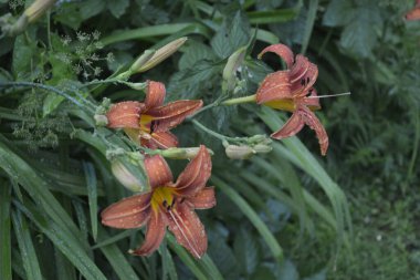 Koyu yeşil yapraklı sarı çiçekleri. Yağmur damlalı çiçekleri. Büyük portakal çiçeklerinin üzerindeki çiy tanesi