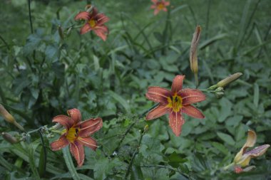 Koyu yeşil yapraklı sarı çiçekleri. Yağmur damlalı çiçekleri. Büyük portakal çiçeklerinin üzerindeki çiy tanesi