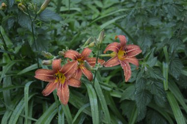 Koyu yeşil yapraklı sarı çiçekleri. Yağmur damlalı çiçekleri. Büyük portakal çiçeklerinin üzerindeki çiy tanesi