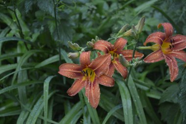 Koyu yeşil yapraklı sarı çiçekleri. Yağmur damlalı çiçekleri. Büyük portakal çiçeklerinin üzerindeki çiy tanesi