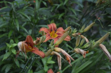 Koyu yeşil yapraklı sarı çiçekleri. Yağmur damlalı çiçekleri. Büyük portakal çiçeklerinin üzerindeki çiy tanesi