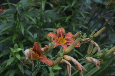 Koyu yeşil yapraklı sarı çiçekleri. Yağmur damlalı çiçekleri. Büyük portakal çiçeklerinin üzerindeki çiy tanesi