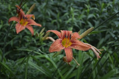 Koyu yeşil yapraklı sarı çiçekleri. Yağmur damlalı çiçekleri. Büyük portakal çiçeklerinin üzerindeki çiy tanesi