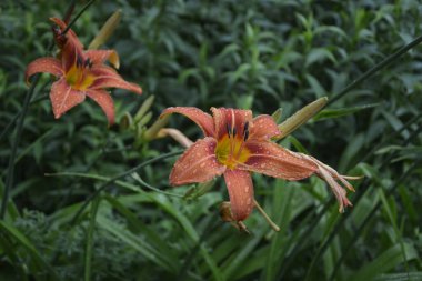 Koyu yeşil yapraklı sarı çiçekleri. Yağmur damlalı çiçekleri. Büyük portakal çiçeklerinin üzerindeki çiy tanesi