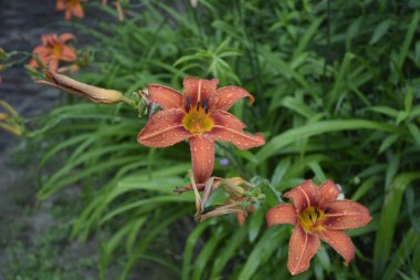 Koyu yeşil yapraklı sarı çiçekleri. Yağmur damlalı çiçekleri. Büyük portakal çiçeklerinin üzerindeki çiy tanesi