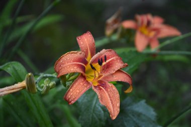 Koyu yeşil yapraklı sarı çiçekleri. Yağmur damlalı çiçekleri. Büyük portakal çiçeklerinin üzerindeki çiy tanesi