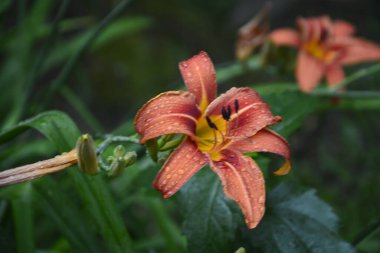Koyu yeşil yapraklı sarı çiçekleri. Yağmur damlalı çiçekleri. Büyük portakal çiçeklerinin üzerindeki çiy tanesi