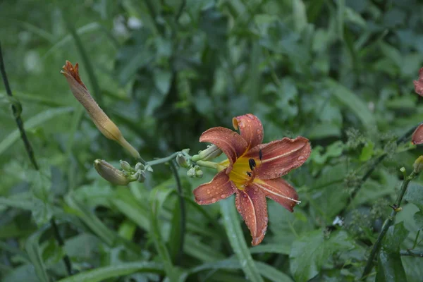 濃い緑色の葉を背景に黄色い百合の花を咲かせます 大きなオレンジの花に露 — ストック写真