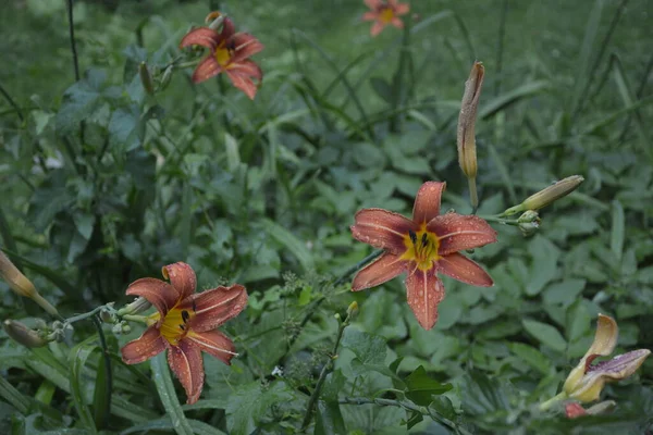 Koyu yeşil yapraklı sarı çiçekleri. Yağmur damlalı çiçekleri. Büyük portakal çiçeklerinin üzerindeki çiy tanesi