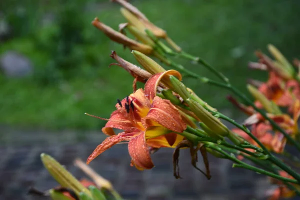 Flores Amarelas Daylily Fundo Folhagem Verde Escura Flores Com Gotas — Fotografia de Stock