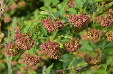 Ninebark çiçekleri, Physocarpus opulifolius, Physocarpus opulifolius Luteus - 9 ebark