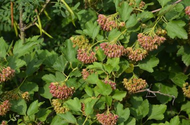Ninebark çiçekleri, Physocarpus opulifolius, Physocarpus opulifolius Luteus - 9 ebark