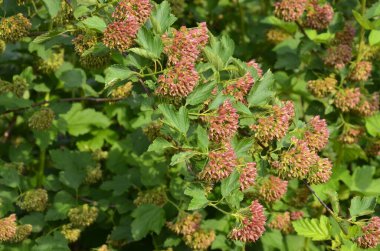 Ninebark çiçekleri, Physocarpus opulifolius, Physocarpus opulifolius Luteus - 9 ebark