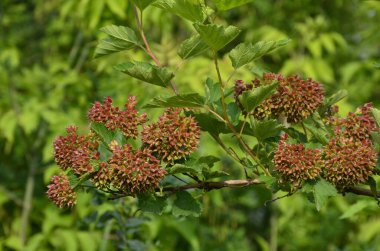 Ninebark çiçekleri, Physocarpus opulifolius, Physocarpus opulifolius Luteus - 9 ebark