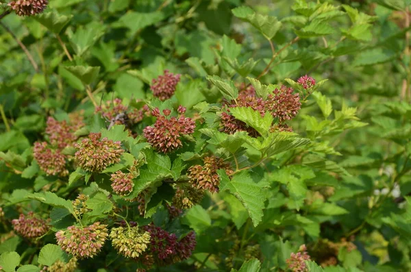 Ninebark çiçekleri, Physocarpus opulifolius, Physocarpus opulifolius Luteus - 9 ebark
