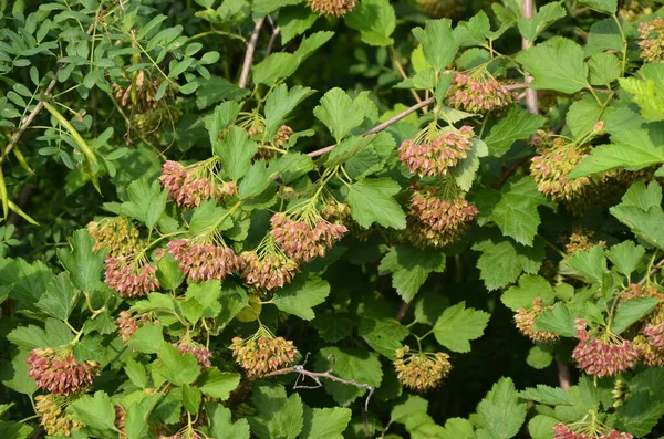 Ninebark çiçekleri, Physocarpus opulifolius, Physocarpus opulifolius Luteus - 9 ebark