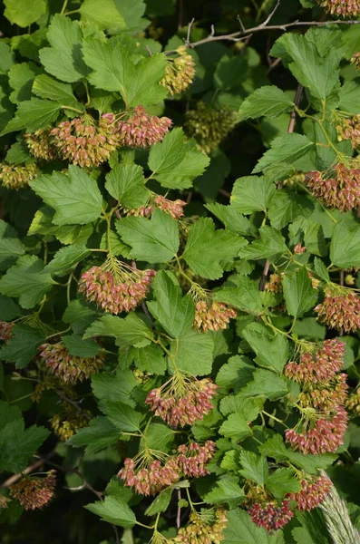 Ninebark çiçekleri, Physocarpus opulifolius, Physocarpus opulifolius Luteus - 9 ebark